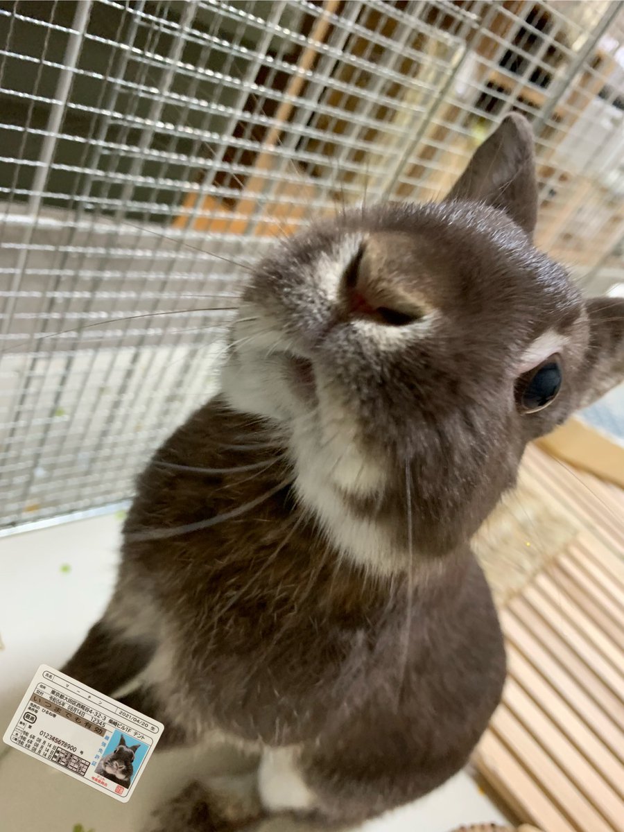 旅うさぎ tweet media