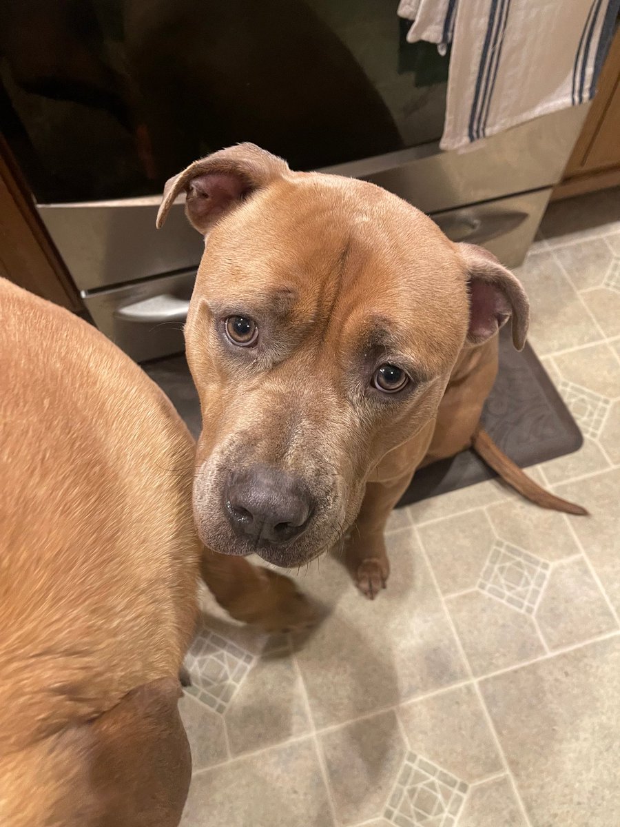 PoundHoundsResQ's tweet photo. We have another #fosterfailure for the books!
I don't know if you remember this guy or not but we pulled him to safety last October. He was a stray that was brought to the NYCACC and was described as timid, did really nicely in play groups. In fact his whole write up was really good. He was quiet in his kennel, a little stressed but that was to be expected.
One of our repeat foster failures should have known better than bringing a dog home, that dog wasn't leaving 😍.
We are so glad Cinnamon has found his footing and now is a part of an amazing family.