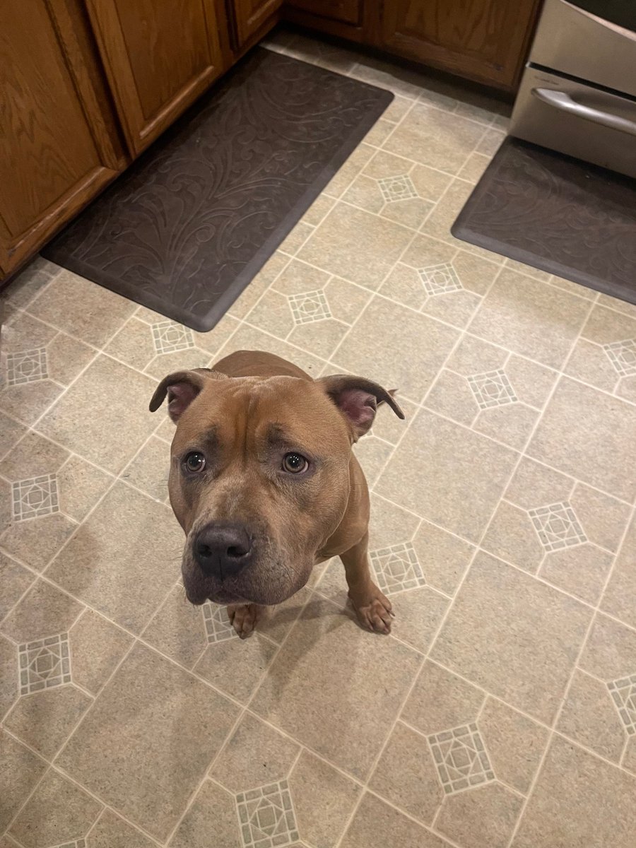 PoundHoundsResQ's tweet photo. We have another #fosterfailure for the books!
I don't know if you remember this guy or not but we pulled him to safety last October. He was a stray that was brought to the NYCACC and was described as timid, did really nicely in play groups. In fact his whole write up was really good. He was quiet in his kennel, a little stressed but that was to be expected.
One of our repeat foster failures should have known better than bringing a dog home, that dog wasn't leaving 😍.
We are so glad Cinnamon has found his footing and now is a part of an amazing family.