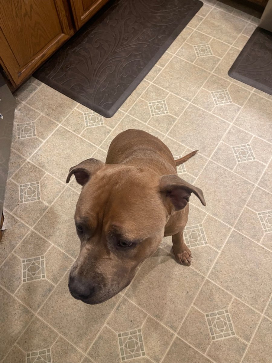 PoundHoundsResQ's tweet photo. We have another #fosterfailure for the books!
I don't know if you remember this guy or not but we pulled him to safety last October. He was a stray that was brought to the NYCACC and was described as timid, did really nicely in play groups. In fact his whole write up was really good. He was quiet in his kennel, a little stressed but that was to be expected.
One of our repeat foster failures should have known better than bringing a dog home, that dog wasn't leaving 😍.
We are so glad Cinnamon has found his footing and now is a part of an amazing family.