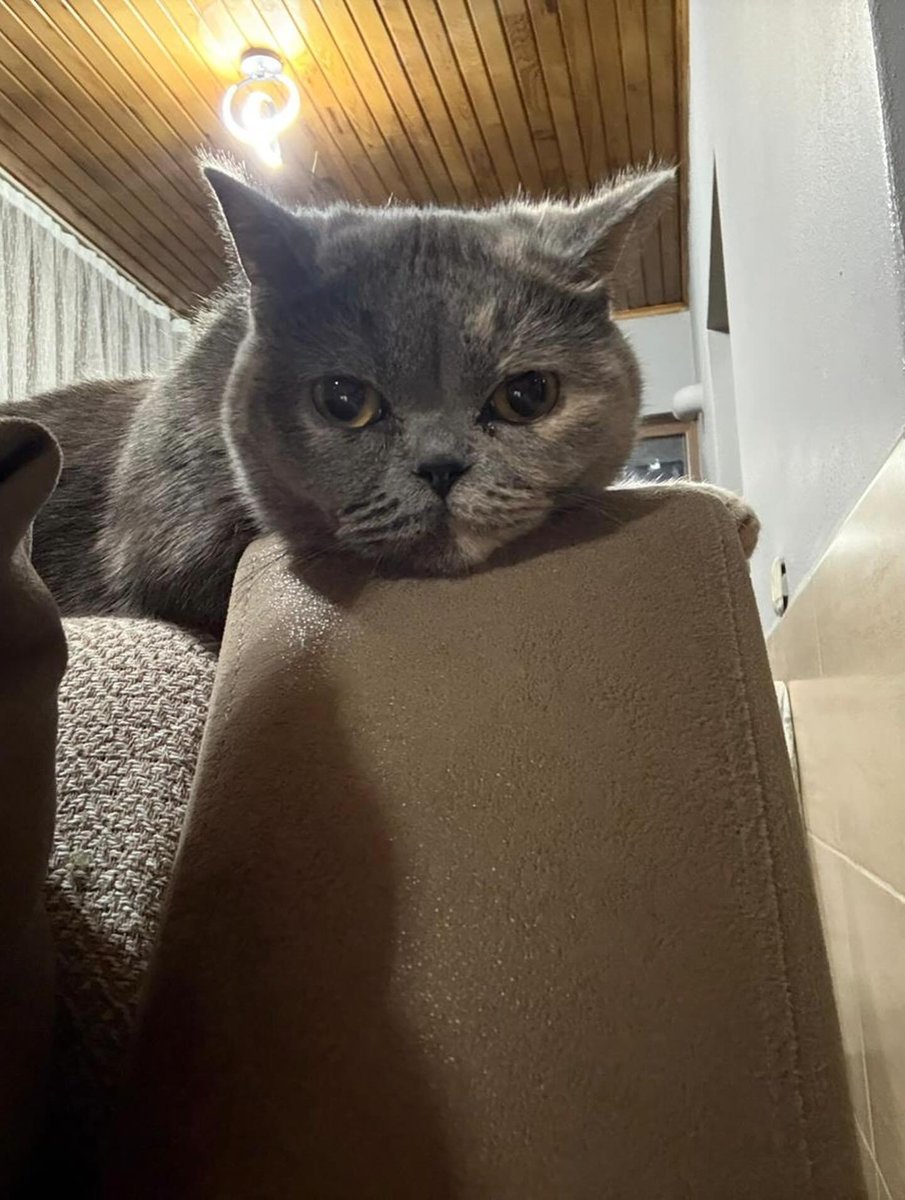 "7-8 aylık civarında dişi kısır cinsi British . Kendini sevdirmeye göbek açmaya bayılan bir bebek . Kızımıza takip şartı ile ömürlük yuva arıyoruz .
İletişim :0505 498 03 81 Trabzon facebook.com/10006442274222…