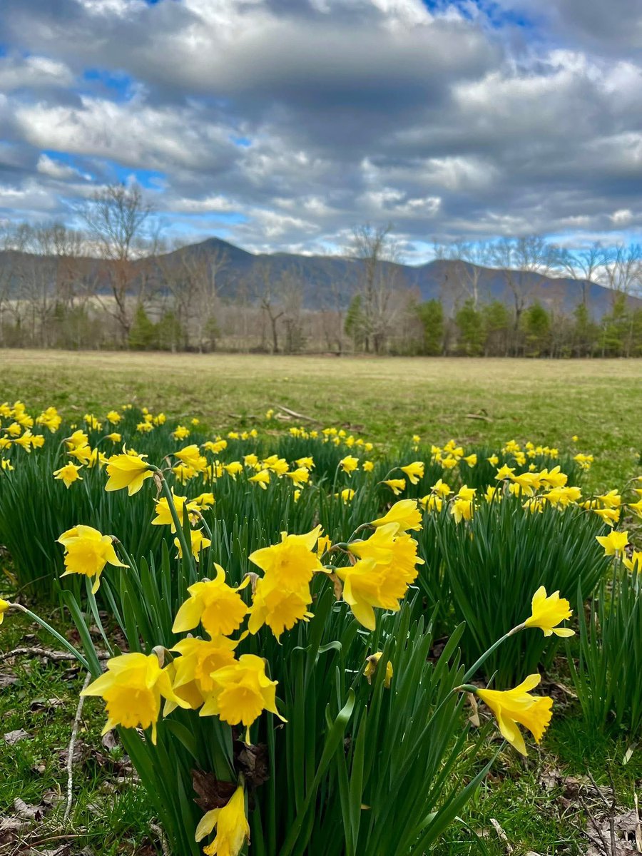 Visit Sevierville tweet media