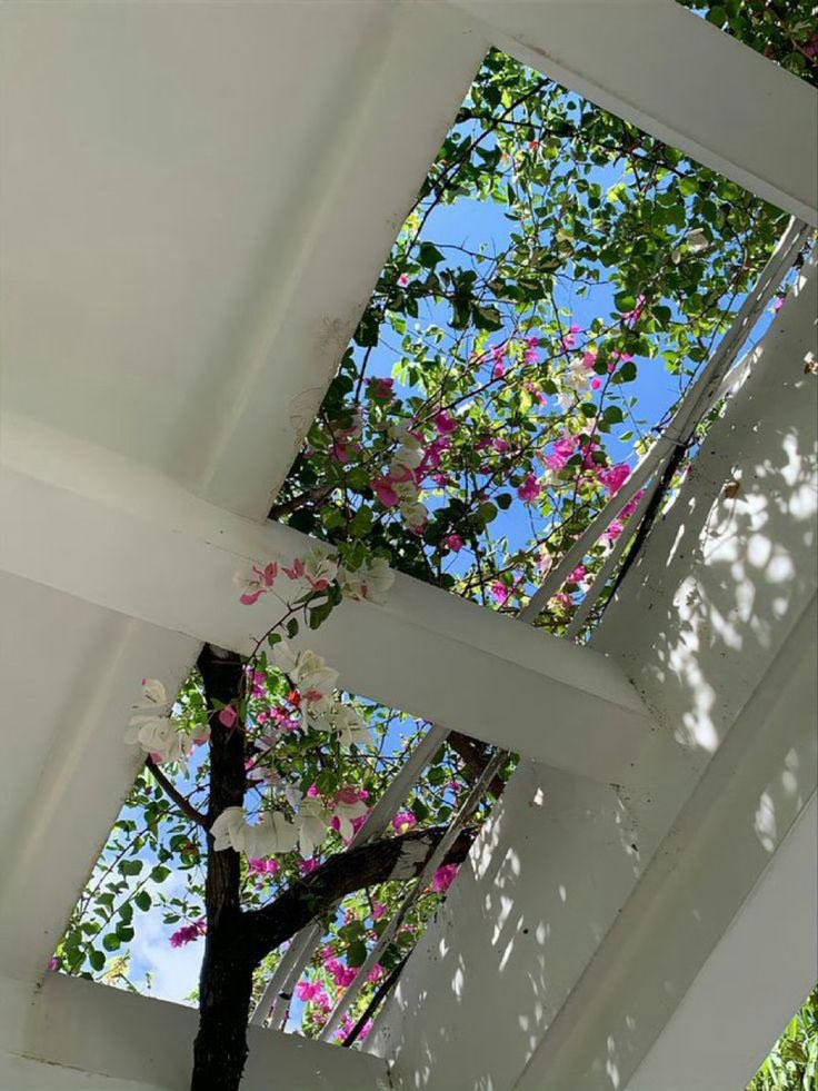 blossom. tweet media