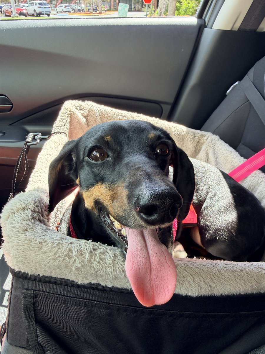 DeannaW1012's tweet photo. 😂😂😂 My girl and her yawn 🥱
#dachshund #wienerdogs #dachshunds #familypets https://t.co/bn7KsJegUu