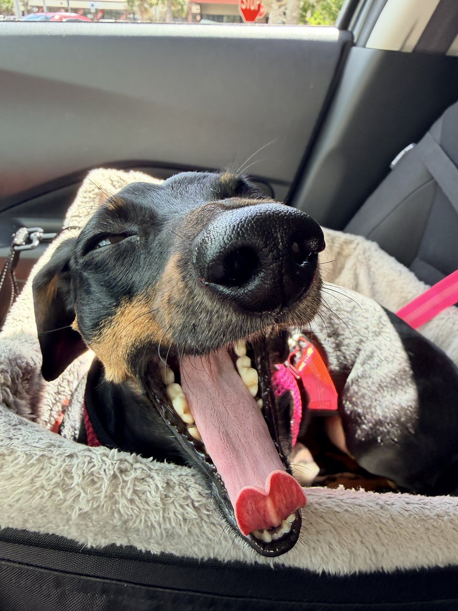 DeannaW1012's tweet photo. 😂😂😂 My girl and her yawn 🥱
#dachshund #wienerdogs #dachshunds #familypets https://t.co/bn7KsJegUu