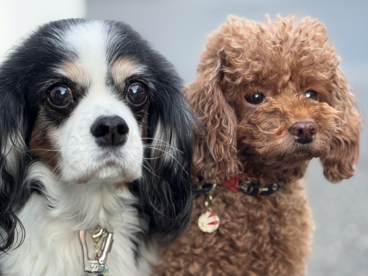 門田充宏 / Mitsuhiro Monden tweet media