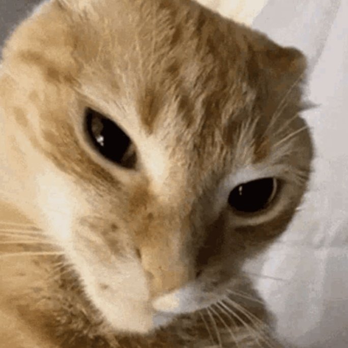 ‍ ‍ ‍ ‍ ‍* ‍ ‍ ‍ 𝓈౿w his m͟o͟u͟t͟h͟ ! tweet media