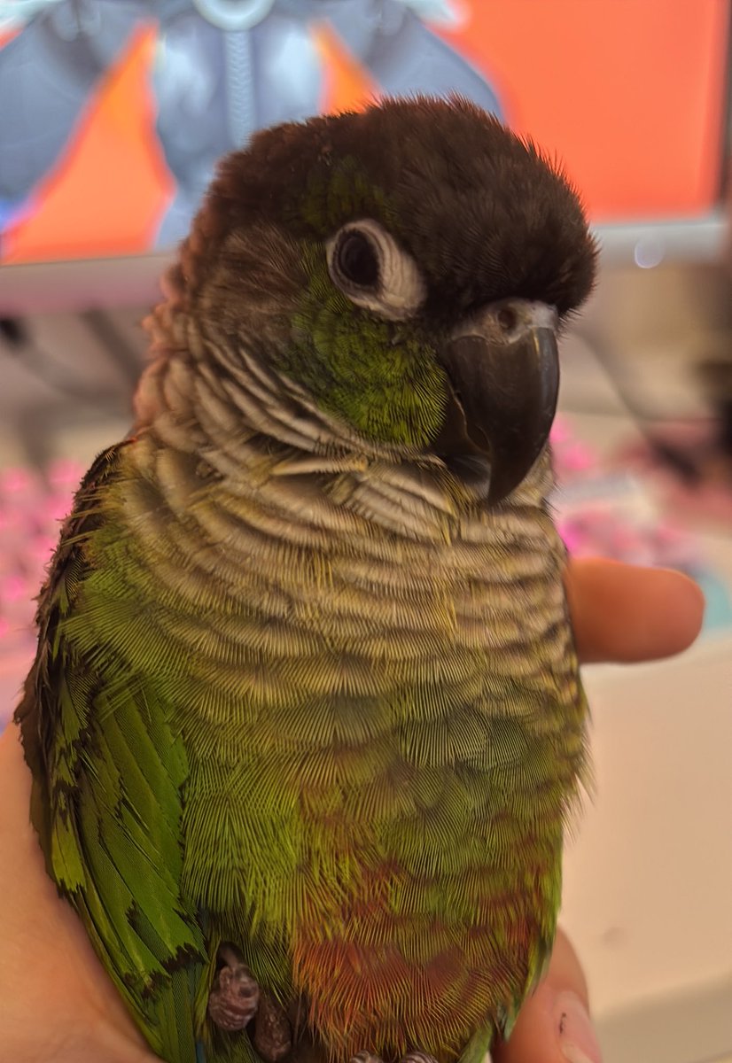 Hello people of twitter 
Im slowly getting back into my cosplay habits🫠 life has been super busy as of late, so i had to put my hobbies aside
Thank you for the support as always, xo