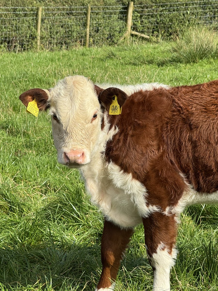 Nigel Owens MBE tweet media