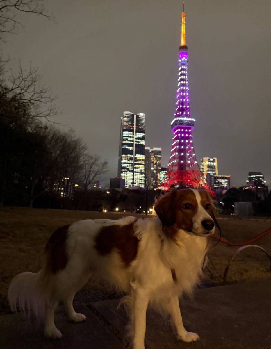 デコピン＆東京タワー🗼

デコピン、日本に来ていた！
東京タワーを背景に1枚

(via:shoheiohtani / IG)
#大谷翔平 #ドジャース