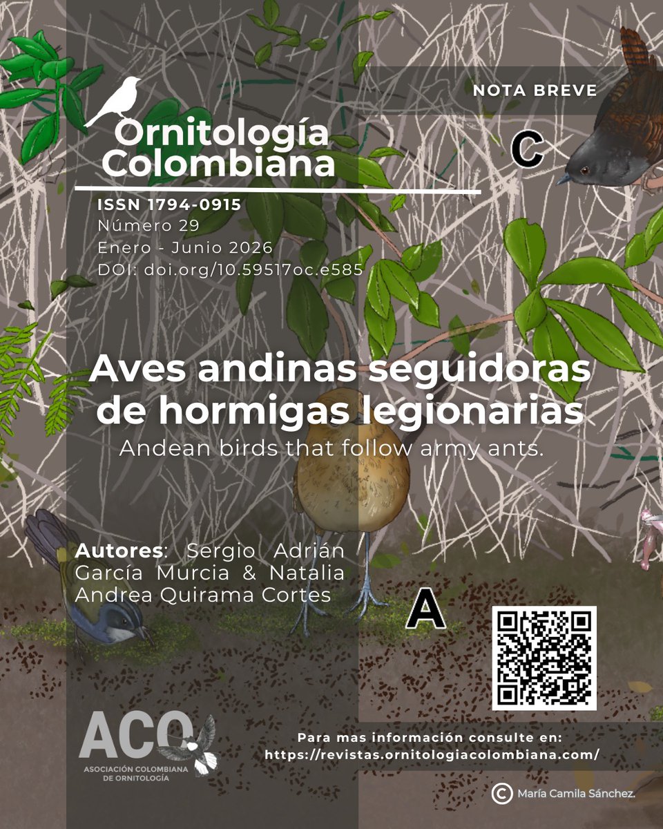 Asociación Colombiana de Ornitología | ACO 🦜 tweet media