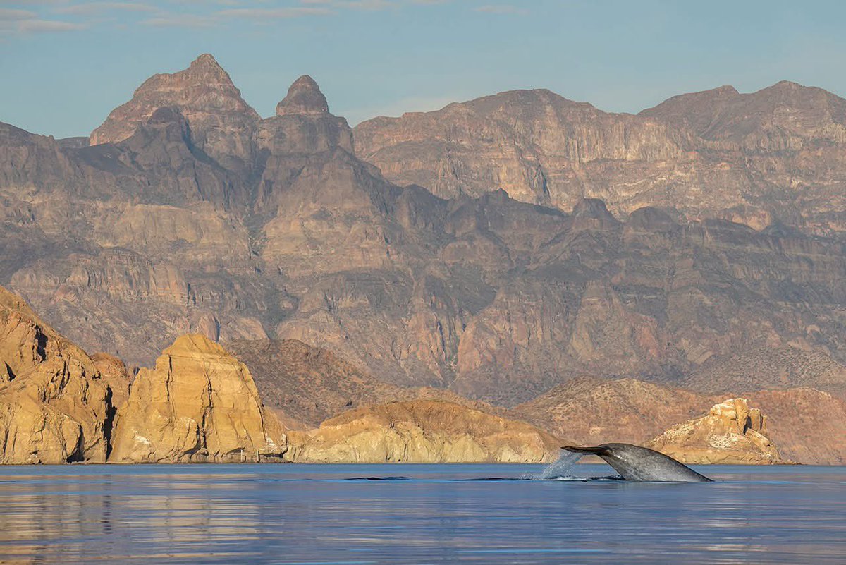 Secretaría de Turismo y Economía de BCS tweet media