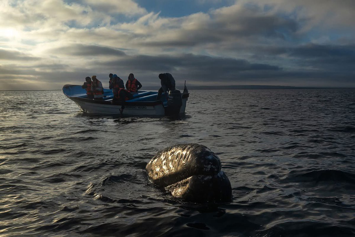 Secretaría de Turismo y Economía de BCS tweet media