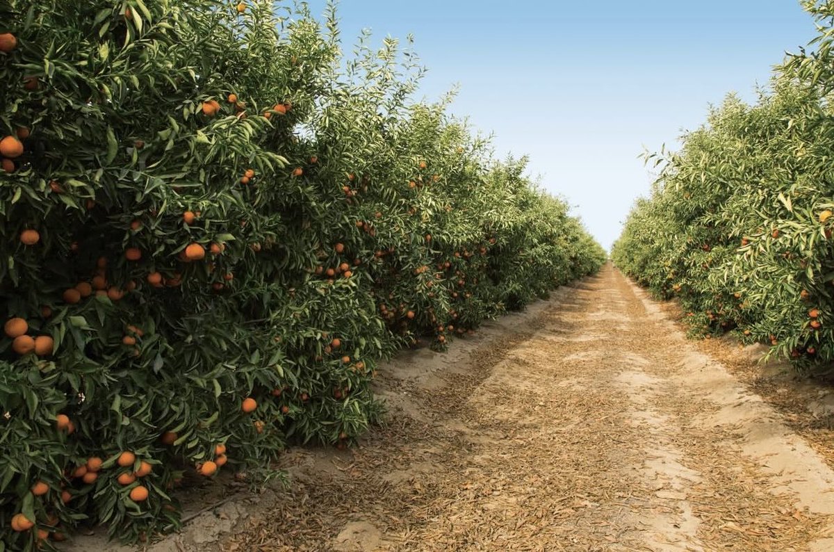 Citrus season is underway across the San Joaquin Valley 🍊
Reliable water from the Central Valley Project helps orchards stay healthy, supporting farmworkers, local economies, and the fresh fruit families enjoy across the country.

#CalWA #SupportFarmers #CaliforniaGrown