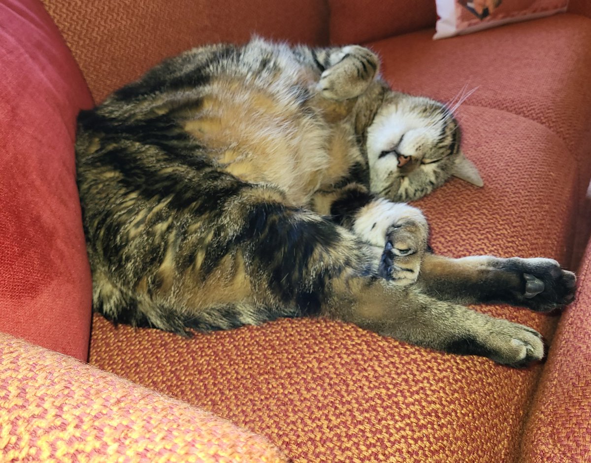 ChiodiDonatella's tweet image. La tranquillità spiegata facile.
E buonanotte...😻

#10marzo #catlover #Nino