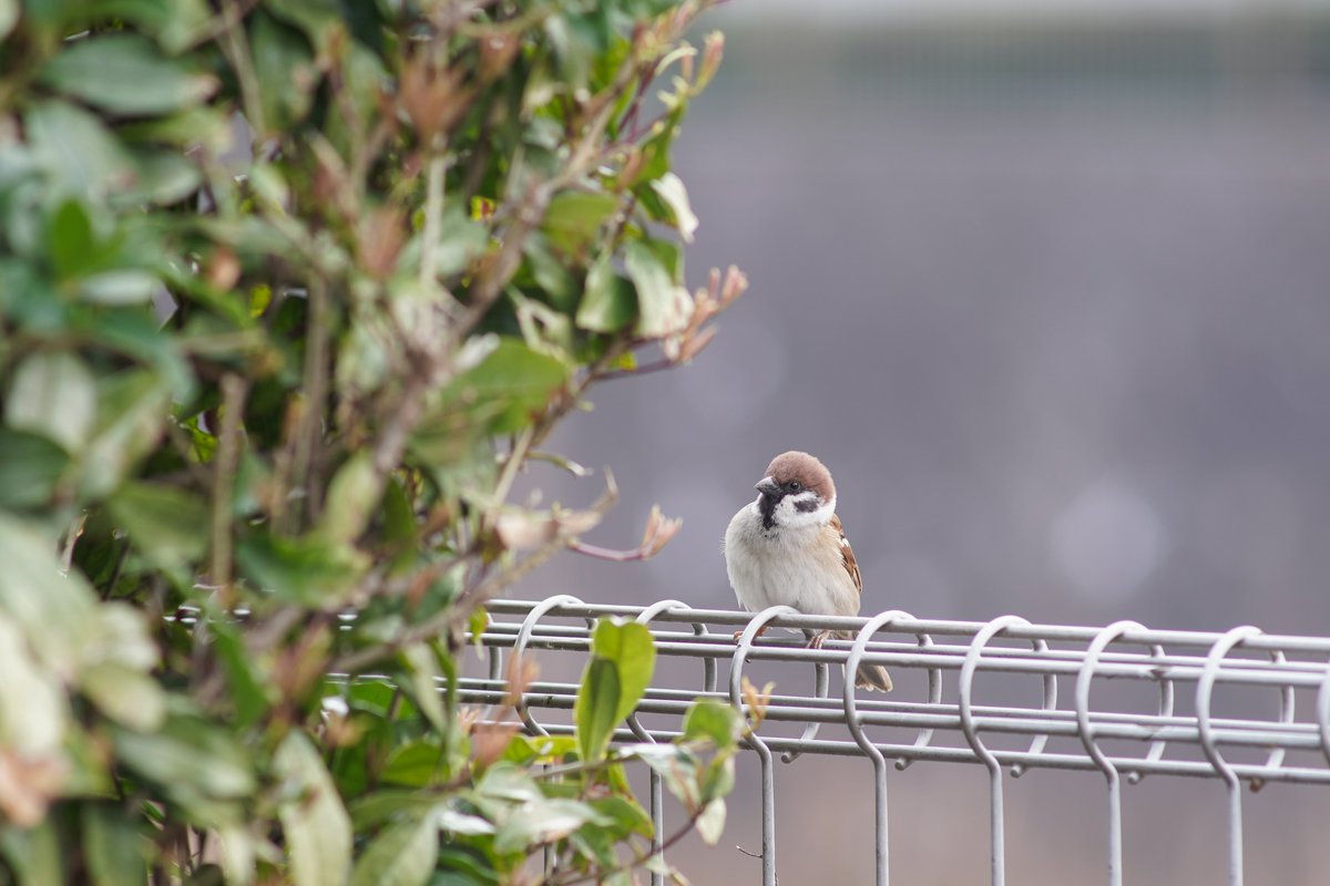 pochi_click's tweet photo. 町田
α7C/CONTAX Sonnar 180mm F2.8 AEG https://t.co/9En0MuN3U3