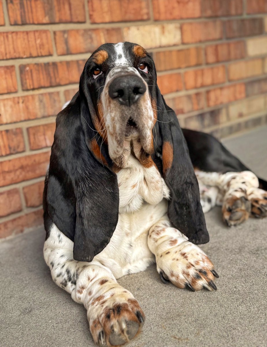 ElmerTheBasset's tweet image. Woof 🖤 #puppy #bassethound #littlebrother