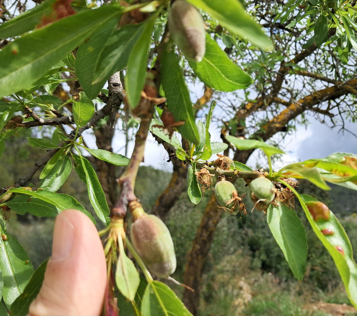 Vakapiupiuu's tweet photo. Avui ja he vist el 100% del fruit #Ametllons #fenologia #Garraf #Ribes https://t.co/R9OFwFW1Ot