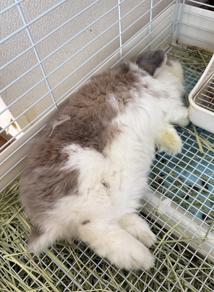 換毛でダマになった毛を取ろうとしたら
起きてしまった……ごめん🥺