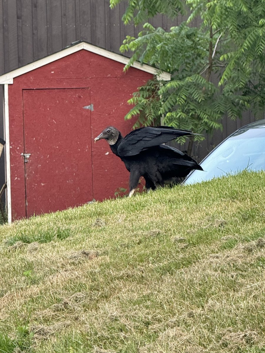 The ghost of Bart Oates tweet media