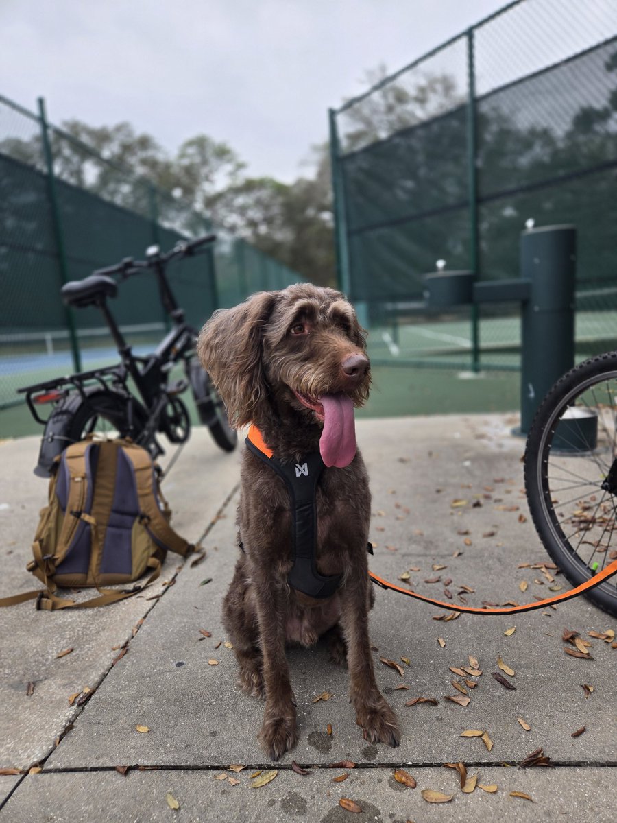 Calebhyatt8's tweet photo. #GOMemories #Sweepstakes @PokemonGoApp
My favorite memory would have to be either my first shiny legendary I caught after coming back to the game or more recently when I caught a shiny fidough that I evolved because it reminds me of my dog chester :) https://t.co/Ci2wLeTk2A