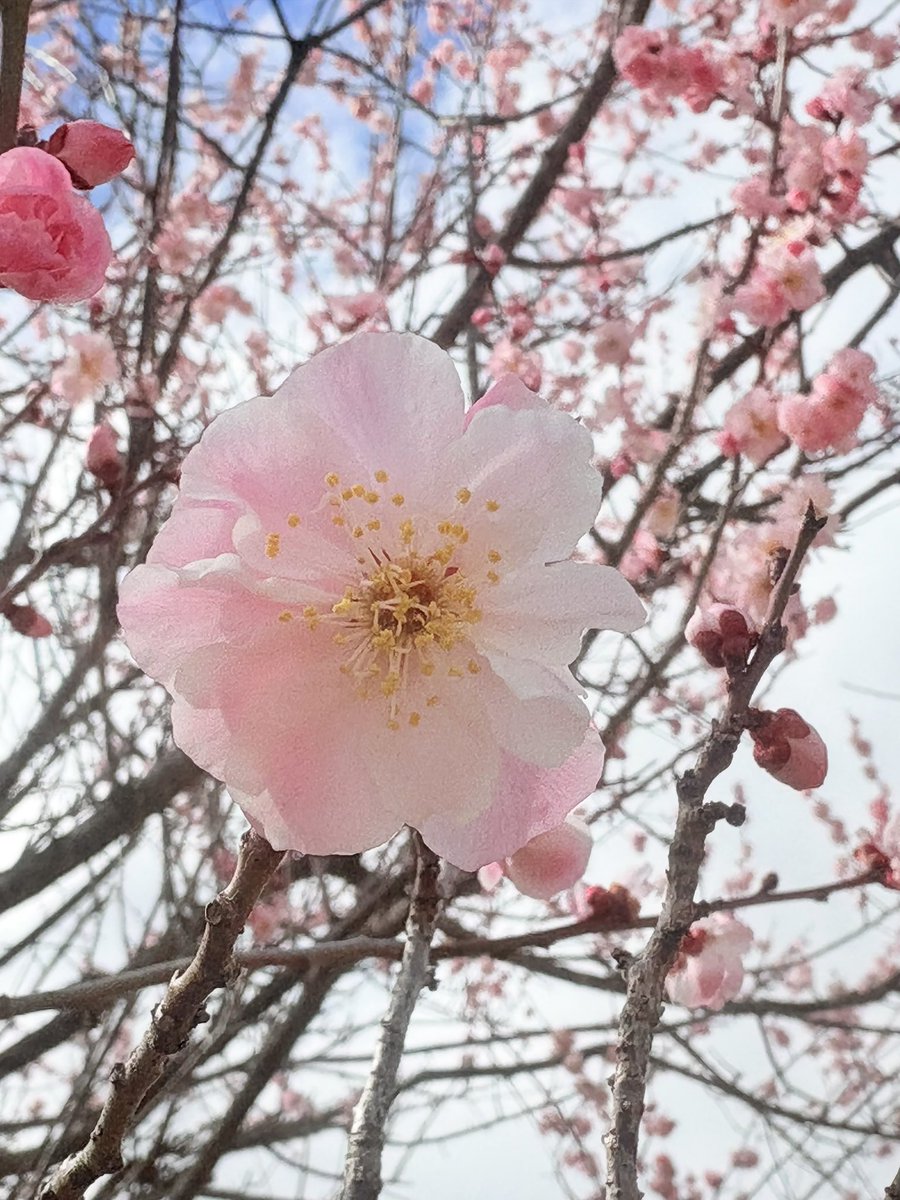 kaniolive's tweet photo. おはようございます
今朝は足元が冷えて目が覚めた👀
まだまだ朝は寒いね https://t.co/Jjz6Sj2mix