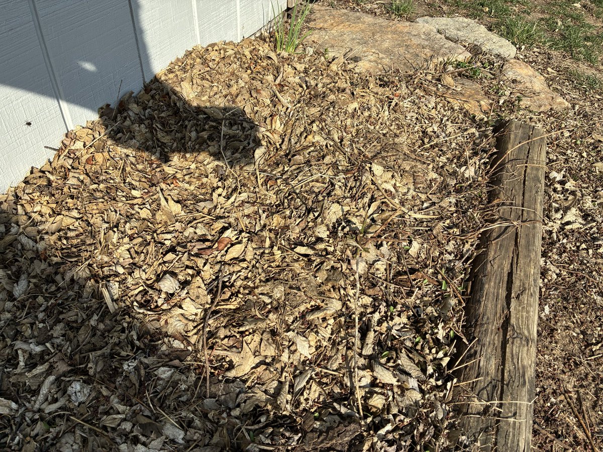 RedbirdBlues56's tweet photo. Finally planted my early 2026 garden, about a week late, but I’ll take it:  2 rows each of lettuce, spinach, onion sets and 3 rows radishes - 56 garlic coming up nicely in the foreground and hard to see, but my hops are starting to poke through the winter mulch https://t.co/0QYwqejJ11