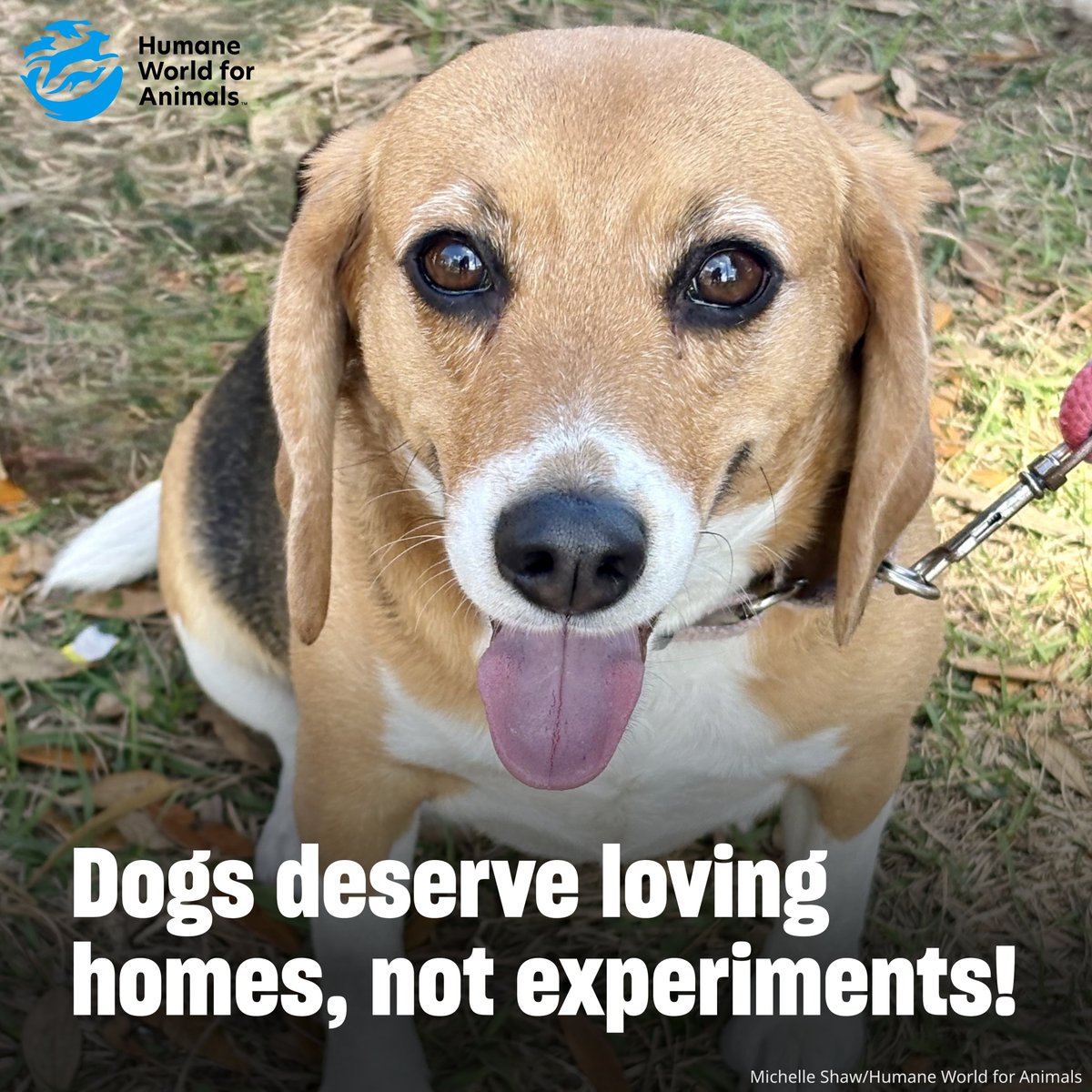 Humane World End Animal Testing tweet media