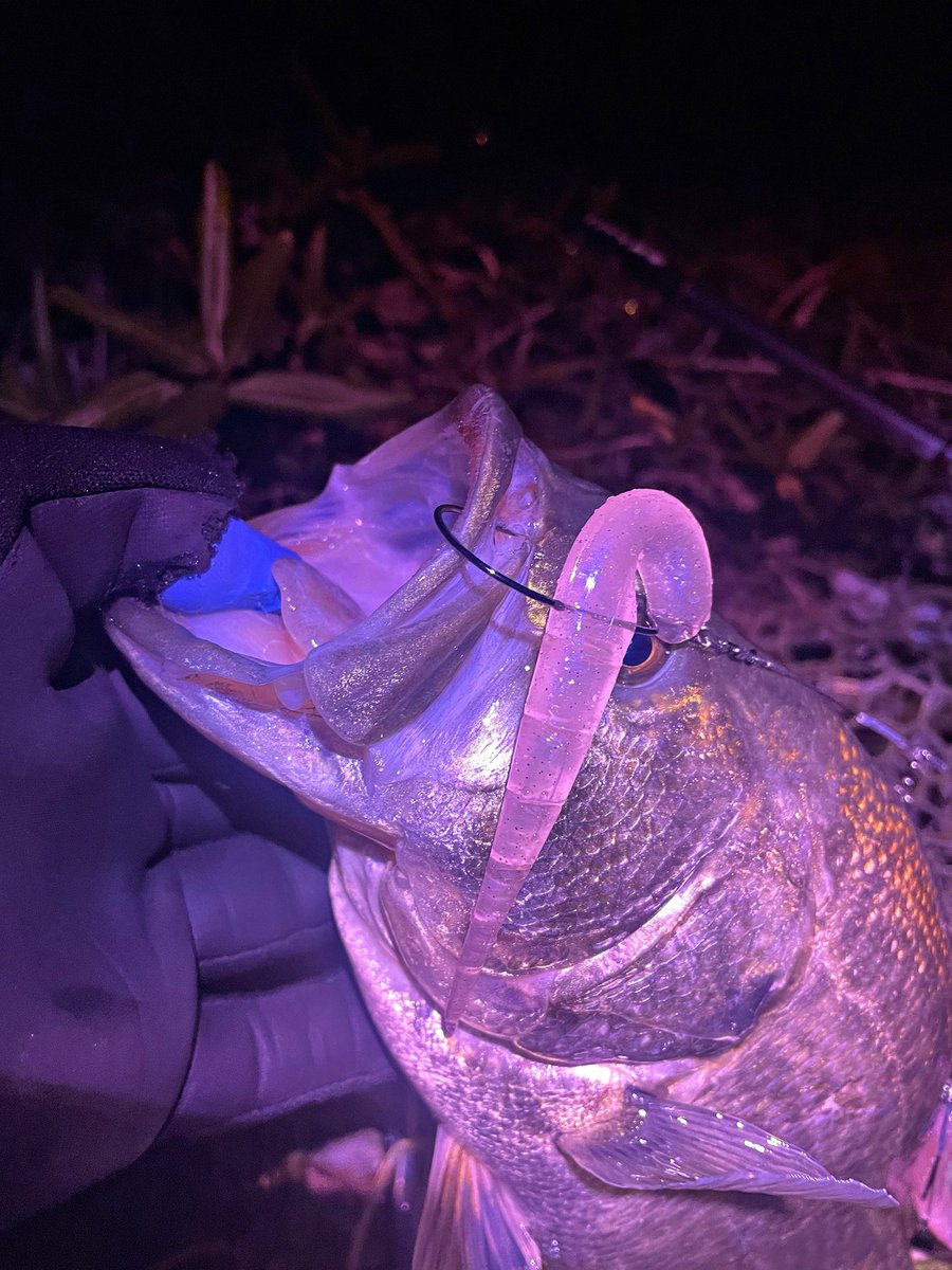 McYasiro's tweet photo. ミラバマボトムコスコスで豆♂。
沈VGで何とかバイト捻り出すも、ランディングミスって終了でした😇
キツイす。。。 https://t.co/NQOkbzqPNV