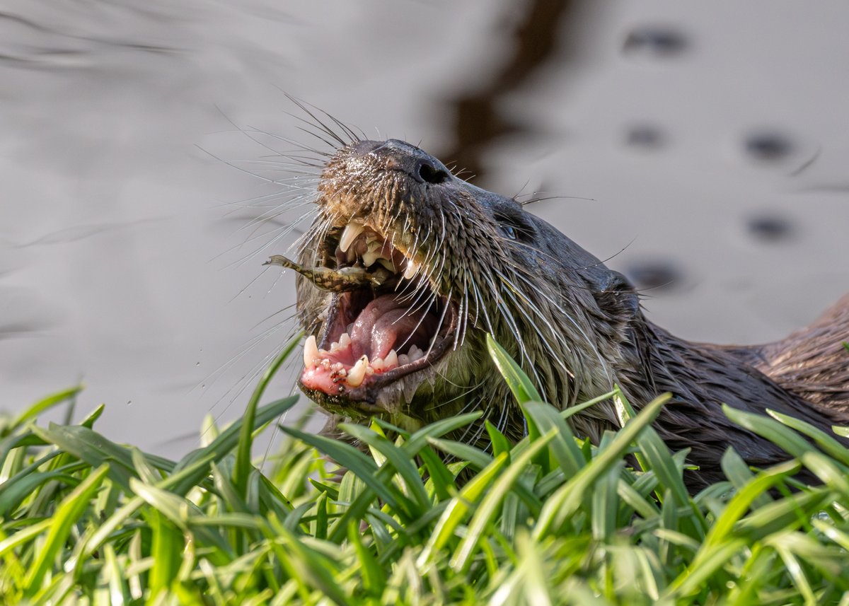 Brian Gallagher tweet media