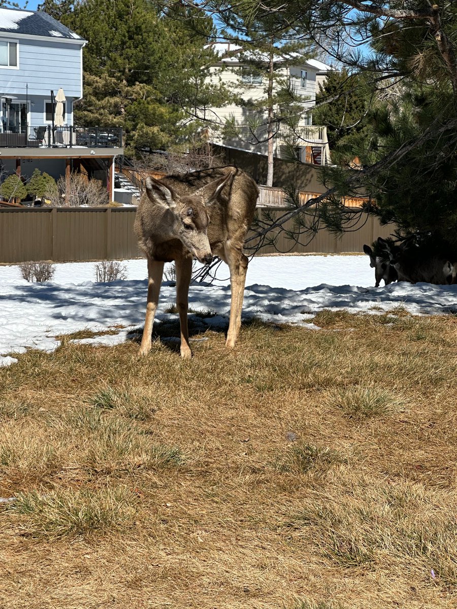 Debbie Early tweet media