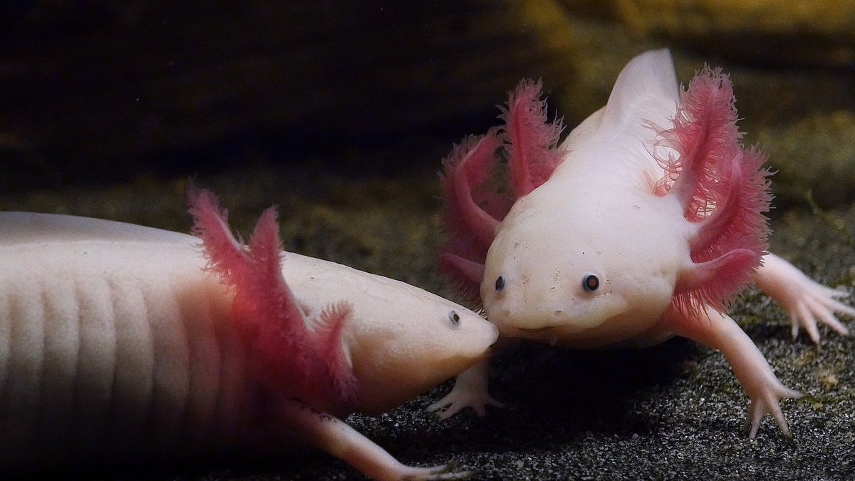 Science News Explores tweet media