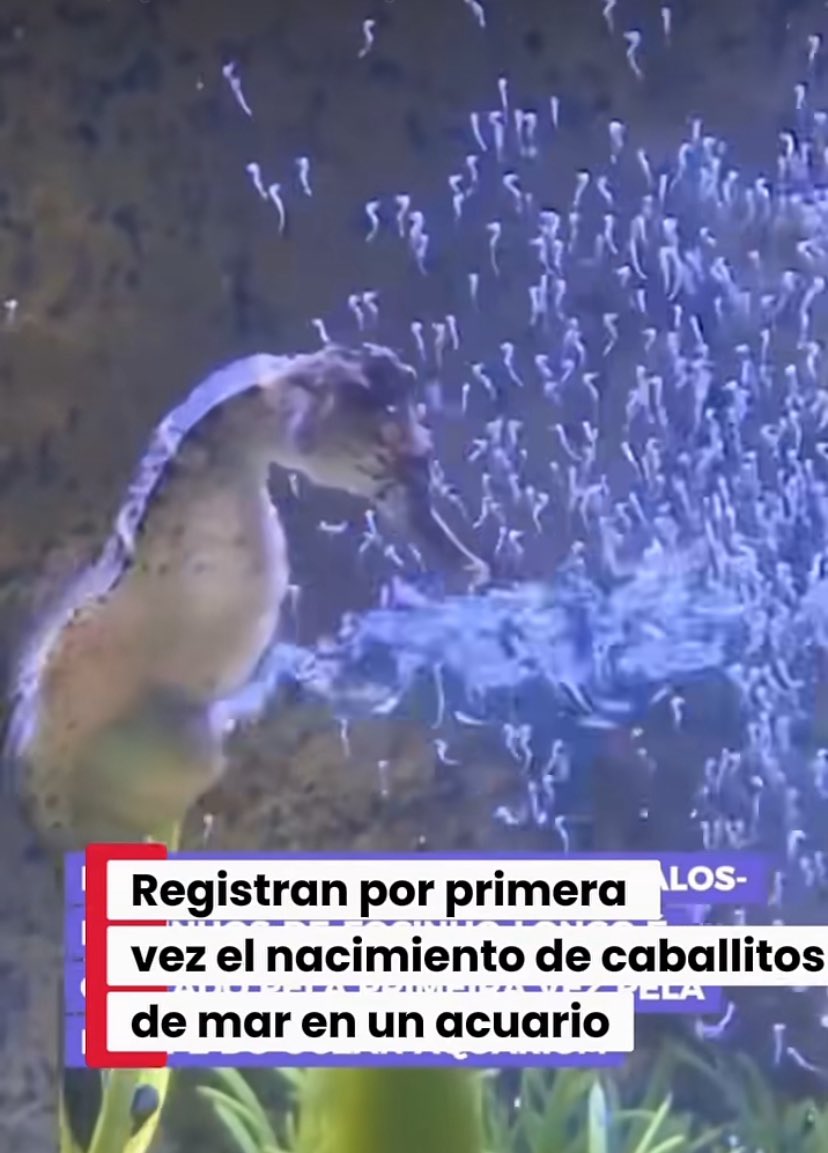 vanderboy23's tweet photo. #CaballitosDeMar se captan por primera vez en su nacimiento en un #Acuario https://t.co/uRRg0UqQko