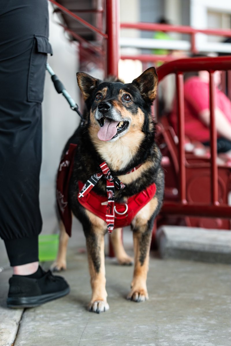 NCAASoftball's tweet photo. Bark in the park? We think yes. 🐶

#NCAASoftball x 📸 @GamecockSoftbll 

https://t.co/DbXEGQD5ug