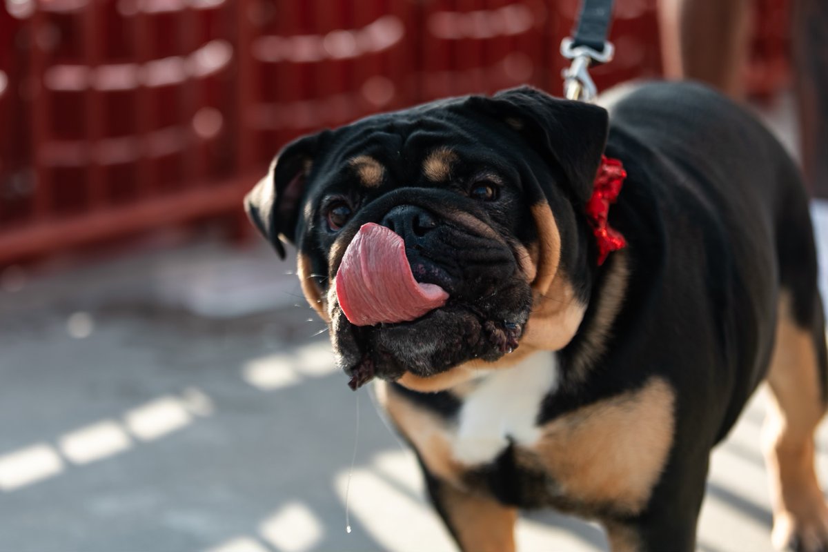 NCAASoftball's tweet photo. Bark in the park? We think yes. 🐶

#NCAASoftball x 📸 @GamecockSoftbll 

https://t.co/DbXEGQD5ug