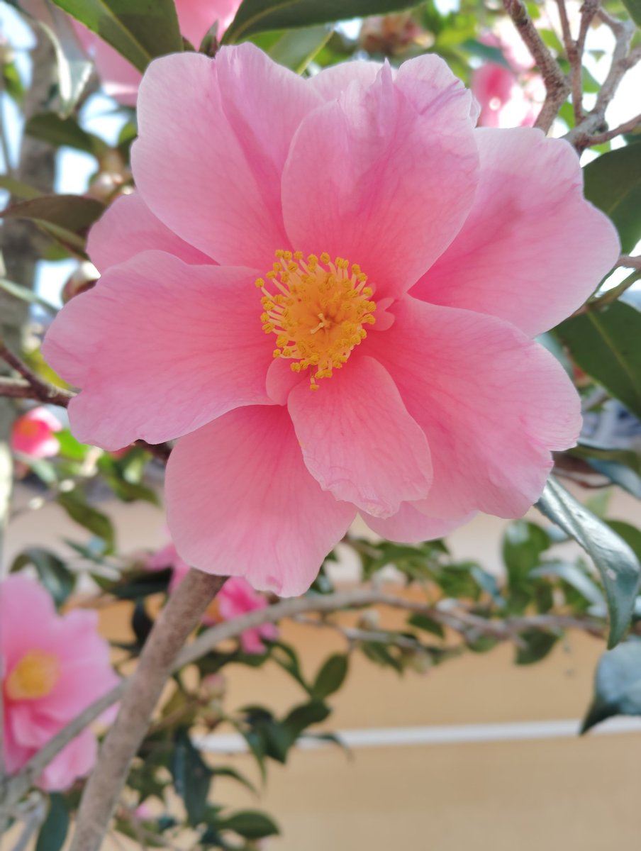 FWLMacZ95u95352's tweet photo. And I wonder—
Has the scent of early spring reached you too? 🌷
#ScentOfSpring
#flowers📸🌻/japan https://t.co/KRwy1ePjWA