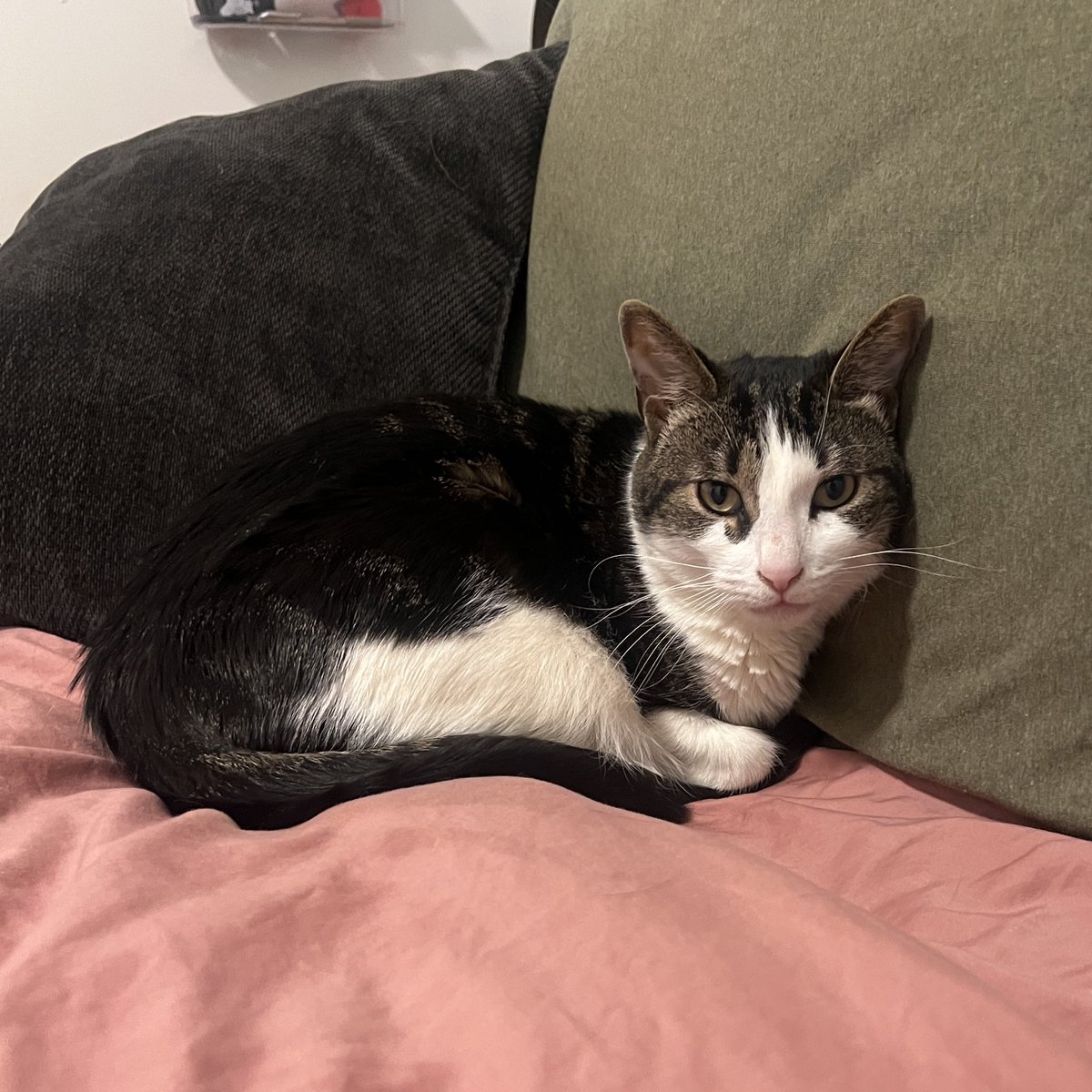 Molie 💅🏼 tweet media