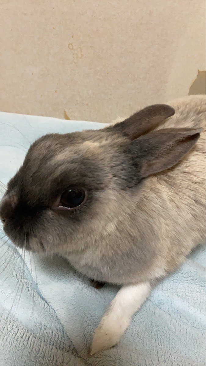 ウサギの部屋 tweet media