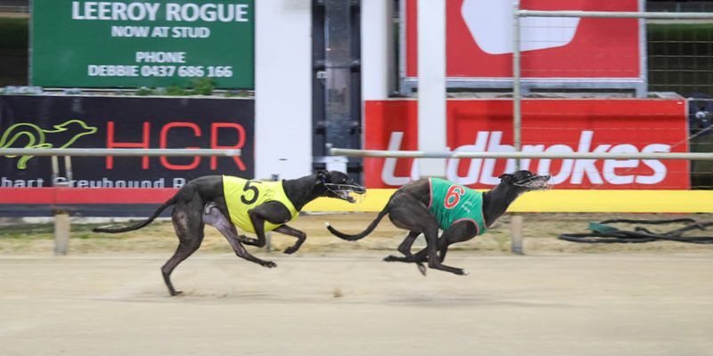 Tasracing Australia tweet media