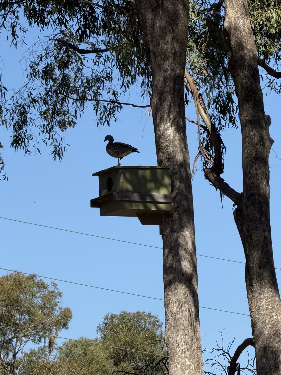 Iben Blom tweet media