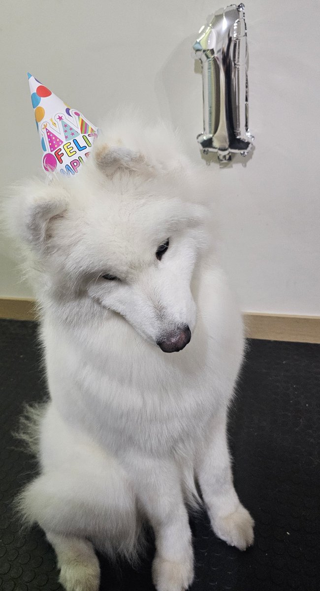Hoy es el primer cumpleaños de nuestra pequeña bola de pelo blanca y quiero que todos le veáis 🥺
