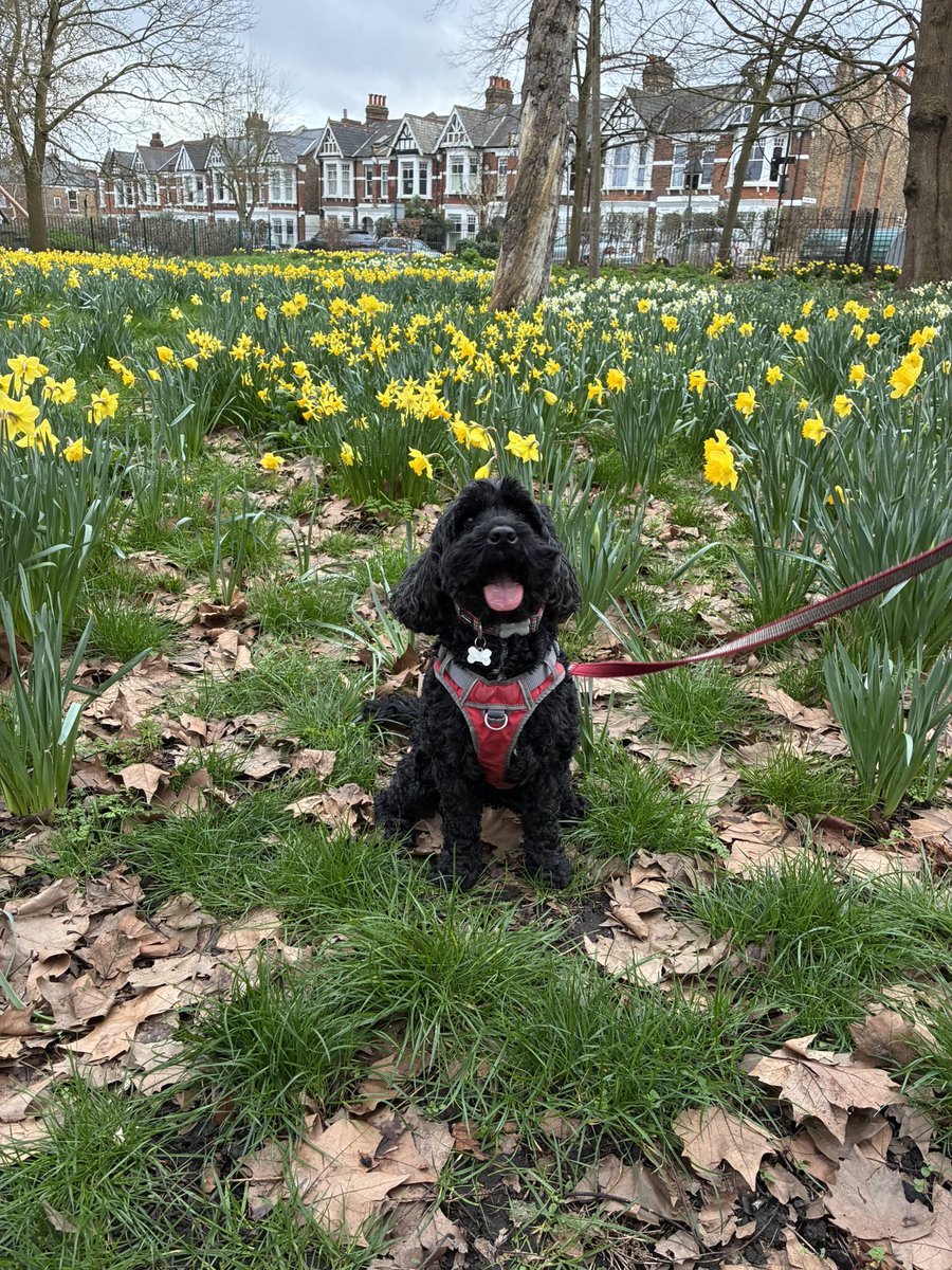 cilla the cockapoo tweet media