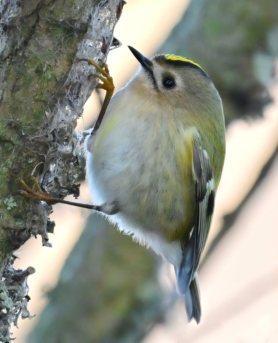 Carl Bovis tweet media