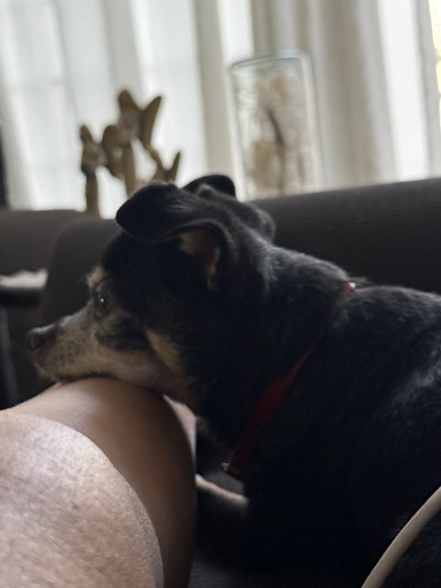ginponc's tweet photo. Regresó, en un cuerpo diferente pero regresó 💕🥺 https://t.co/AyUipd1QG2