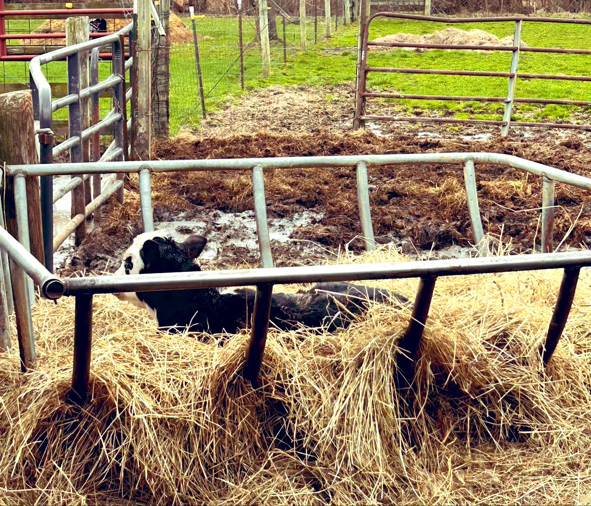 Dustin Goldie tweet media