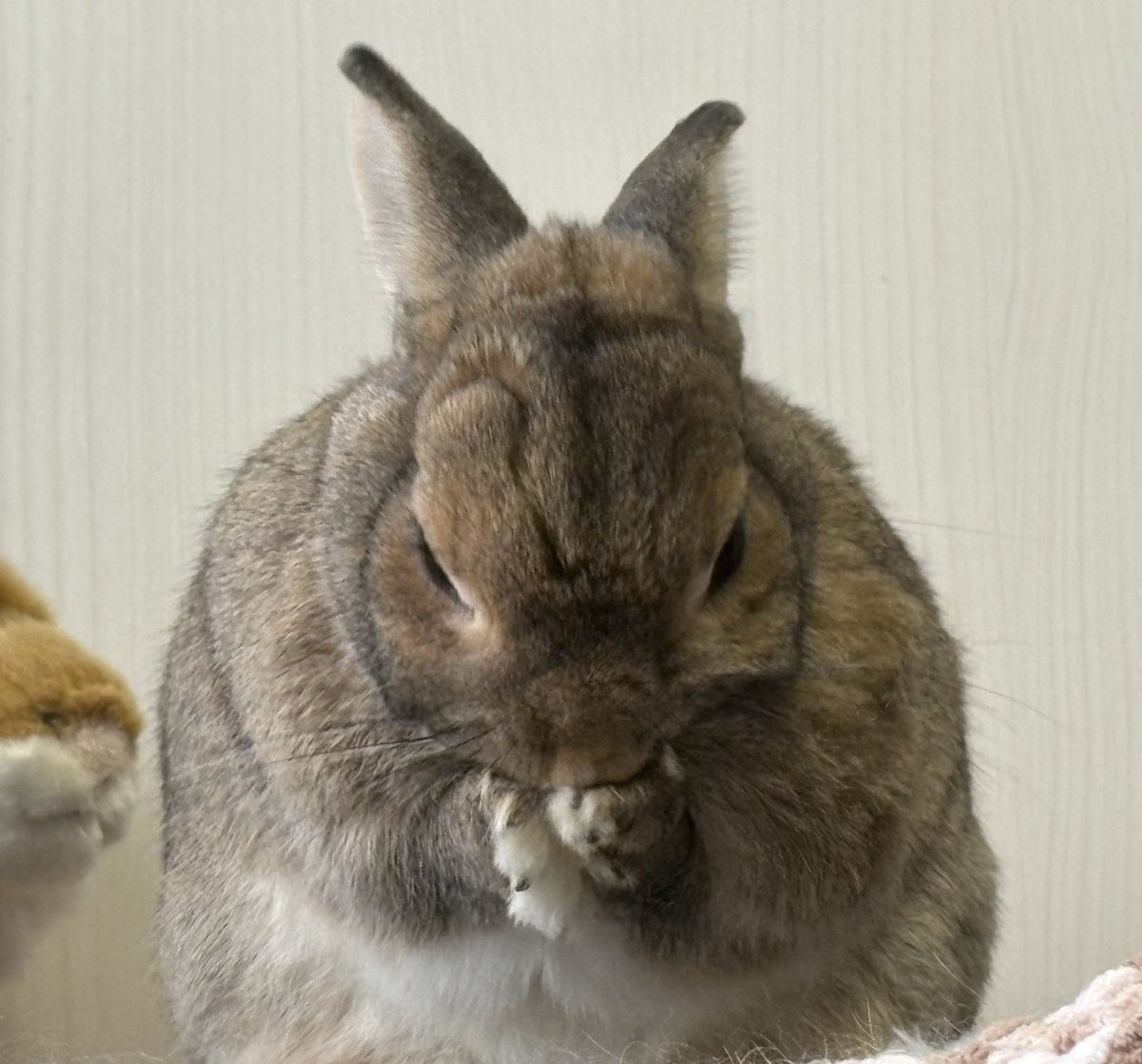 うさぎのちゃっぴー tweet media