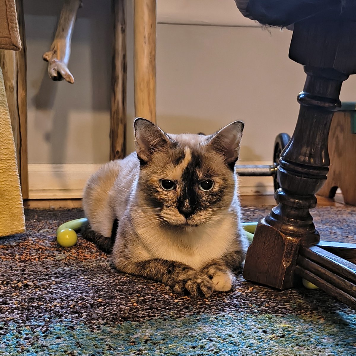 Tree House Humane Society tweet media