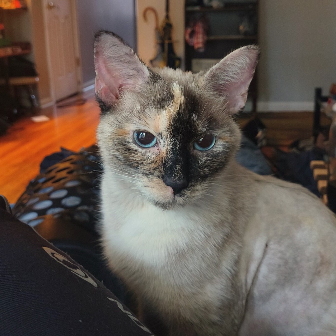 Tree House Humane Society tweet media