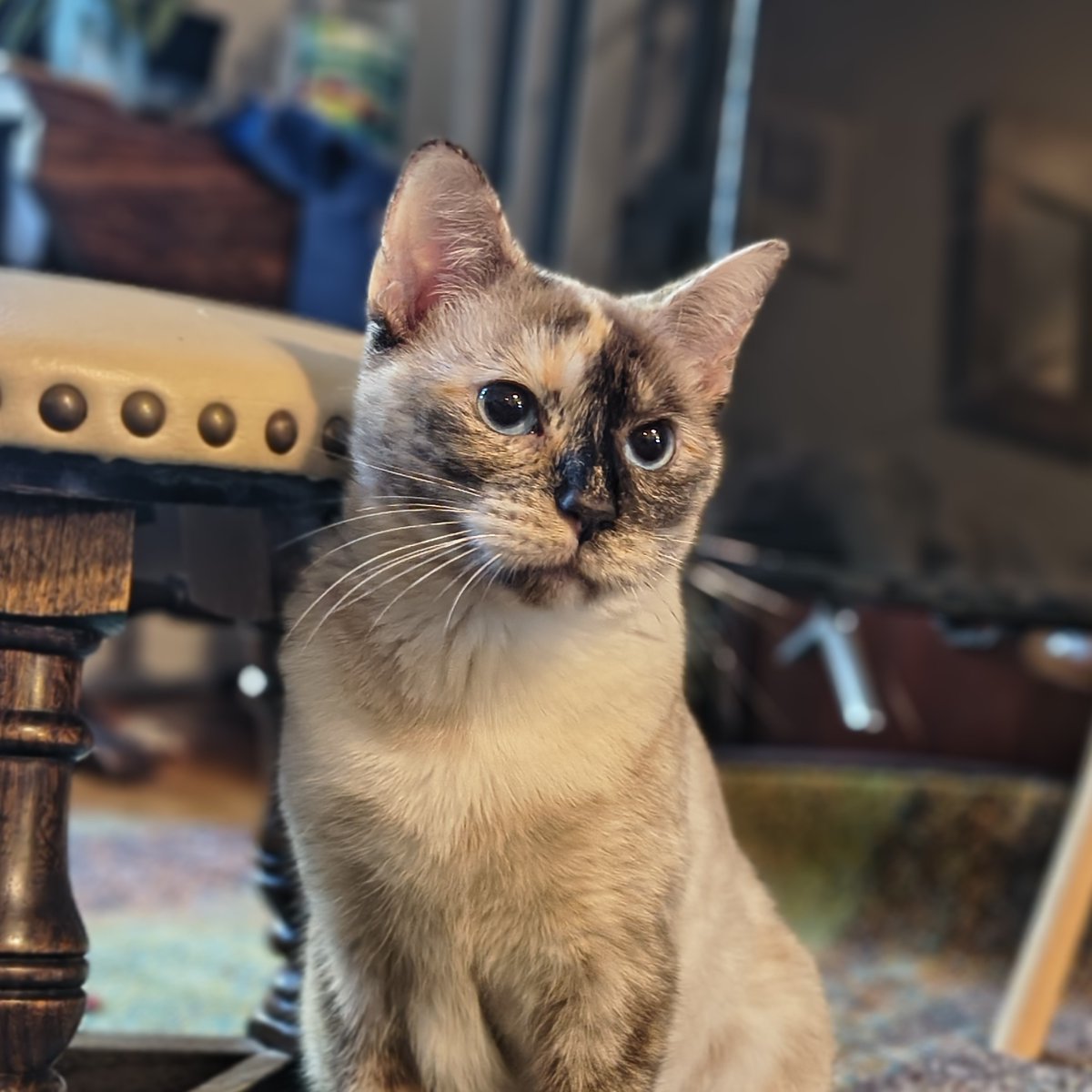 Tree House Humane Society tweet media