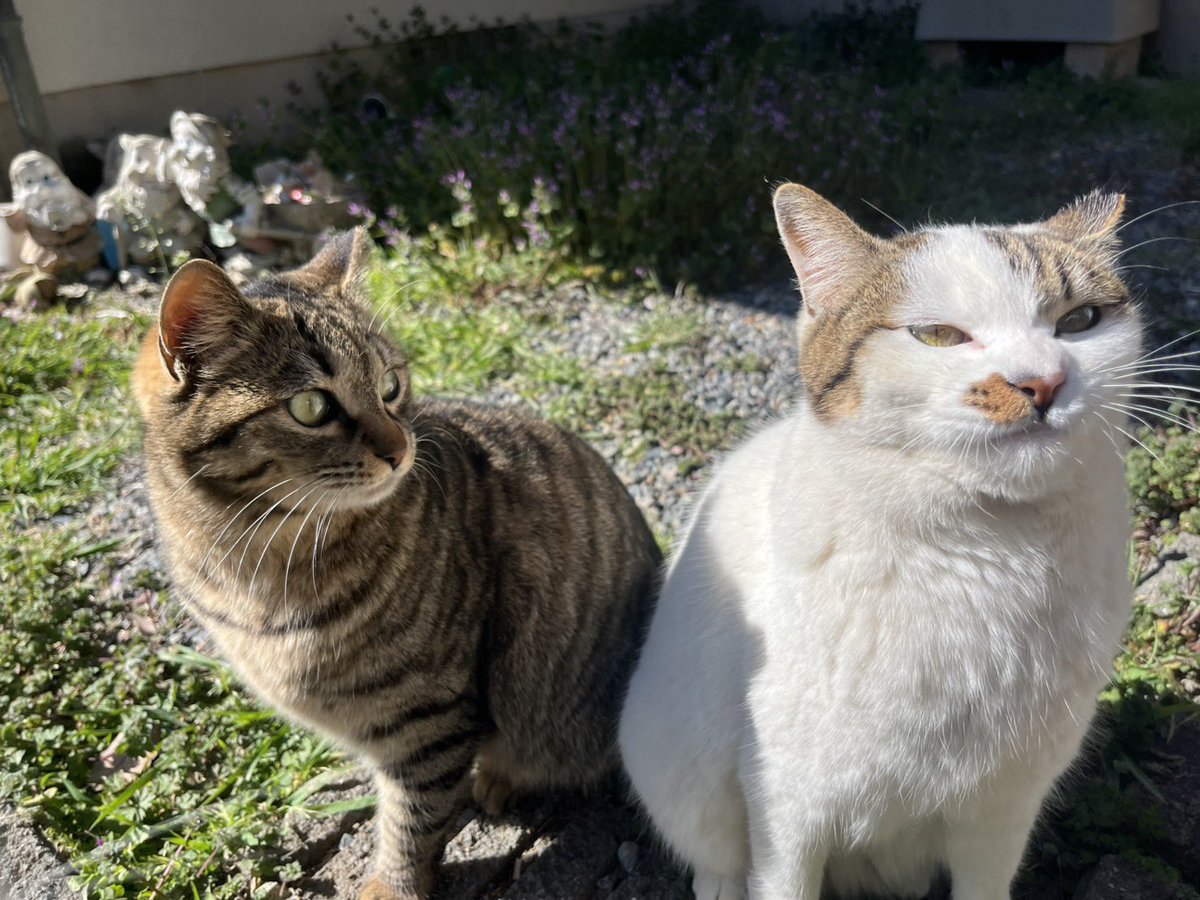 おはようございますニャン☀️😺